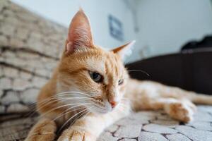 A fluffy orange cat is lounging comfortably on a cozy couch, staring intently at the camera with its bright, curious eyes, creating a delightful and charming scene for everyone to enjoy photo
