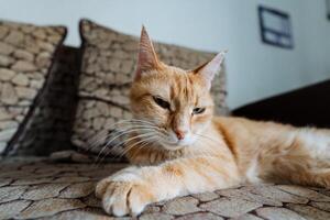 A fluffy orange cat lounges on a cozy couch with colorful pillows, enjoying a peaceful moment in a warm environment, feeling content and at home in the delightful atmosphere photo