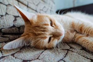 An adorable orange and white cat is comfortably laying on a soft and plush couch, with its eyes blissfully closed, enjoying a delightful moment of rest and tranquility in its cozy habitat photo