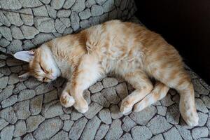 A domestic cat is comfortably laying on its back on a soft couch, enjoying a peaceful moment of relaxation and rest. The feline appears to be taking a welldeserved nap at this time photo