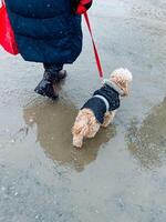 A person is taking a leisurely stroll outdoors with their small dog on a leash, relishing the fresh air while skillfully maneuvering around a puddle left by some recent rain photo