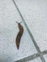 A small and delicate snail is slowly and meticulously crawling across a smooth, glossy, tiled floor, leaving behind a tiny, glistening trail as it makes its way along the surface photo