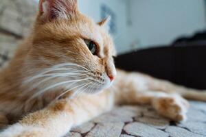 In this delightful image, we can see a fluffy orange cat comfortably relaxing on a cozy couch. The cats adorable expression, soft coat, and relaxed demeanor are perfectly captured photo