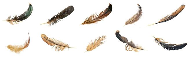 Set of hen and rooster feathers photo