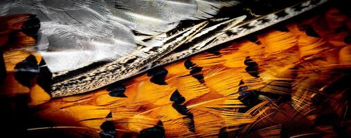 pheasant feathers with a visible texture. background photo