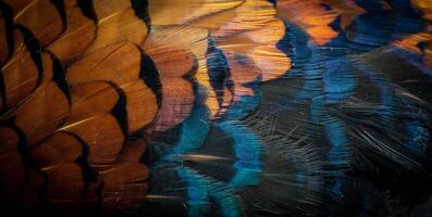 blue and brown pheasant feathers with a visible texture. background photo