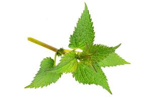 nettle on a white isolated background. photo