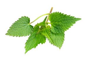 nettle green on a white isolated background photo