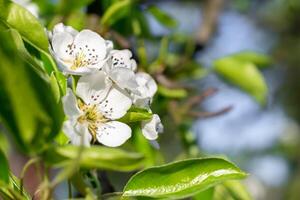 blooming pear blossoms on a nice sunny day photo
