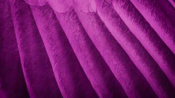 Violet feather pigeon macro photo. texture or background photo