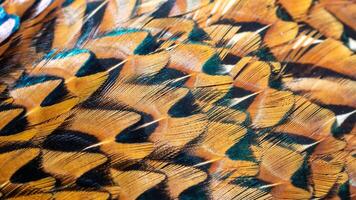 brown pheasant feathers with a visible texture. background photo