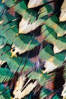 green pheasant feathers with a visible texture. background photo