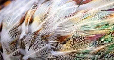 white pheasant feathers with a visible texture. background photo