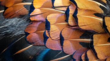 colored pheasant feathers with a visible texture. photo