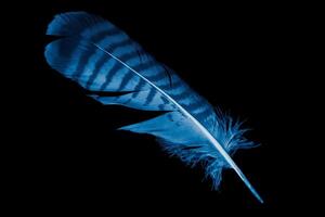 a blue hawk feather on a black isolated background photo