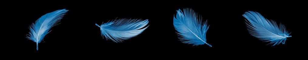 blue duck feather on black isolated background photo