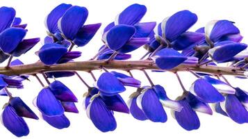 blue lupine on a white isolated background. photo