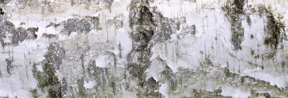 white birch bark with visible texture. photo