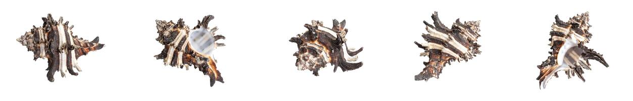 shells of a sea snail. isolated background. photo