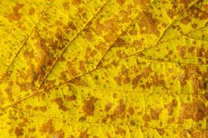 brown and yellow autumn leaf with visible detail photo