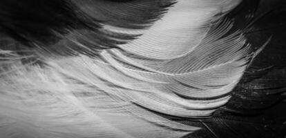 white and black magpie feathers. background or texture photo