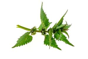 nettle isolated background photo