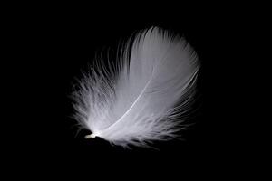 white feather of a goose on a black background. photo