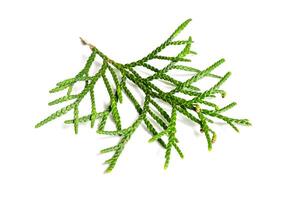 a twig of thuja on a white isolated background. photo