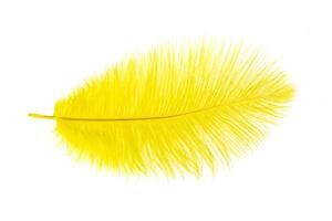 yellow ostrich feather on a white isolated background photo