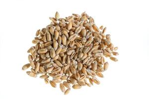 wheat grains on a white isolated background. photo