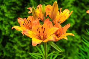 lily on a background of green leaves photo