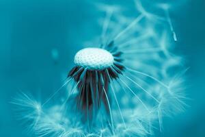 faded blue dandelion flower with seeds. background photo