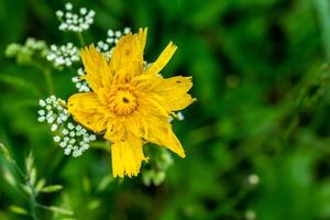 yellow flowers of hieracium umbellatum on a green foliage background photo
