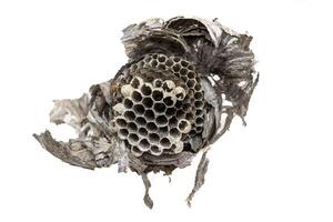 old wasp nest on white isolated background. photo