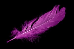 violet feather goose on a black background photo