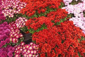 colorful chrysanthemums on display . background or texture photo