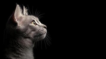 Graceful cat profile in dark background animal photography studio environment serene viewpoint photo