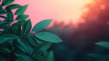 Serene nature scene at sunset lush green leaves in foreground colorful background tranquil environment photo