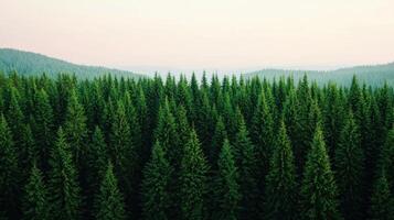 Serene nature scene evergreen forests landscape photography tranquil background aerial view environmental beauty photo