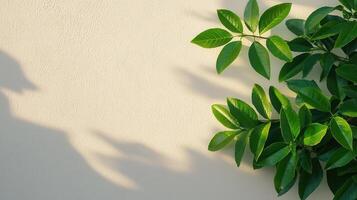 Nature leaves against plain background indoor setting photography soft light close-up perspective photo