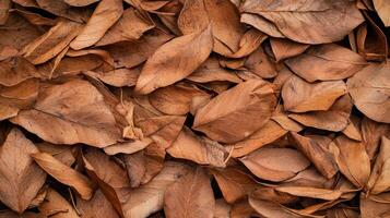 Fallen leaves arrangement autumn forest nature background close-up view natural beauty concept photo
