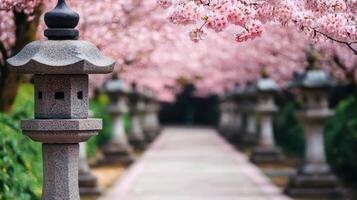 Cherry blossom pathway with lanterns japan photography serene park background tranquil viewpoint photo