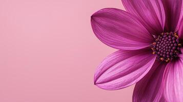 Delicate pink flower close-up studio background nature photography soft lighting floral beauty concept photo