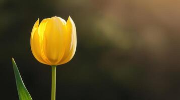 Blooming yellow tulip in soft background nature photography outdoor serenity close-up view photo