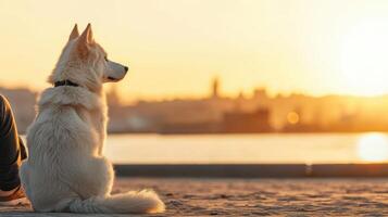 Dog watching sunset by the water scenic background nature photography calm environment serene viewpoint photo