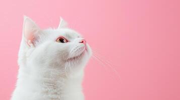 White cat profile against pink background cute animal portrait indoor close-up whimsical concept photo