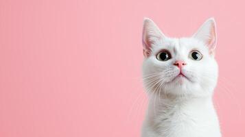 Curious white cat portrait pink background pet photography indoor setting close-up perspective playful concept photo