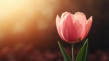 Blooming pink tulip in soft sunset background nature photography outdoor garden close-up view photo