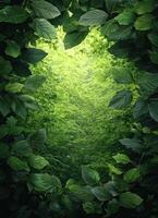 Lush greenery framing a sunlit pathway forest background nature photography tranquil environment close-up view photo
