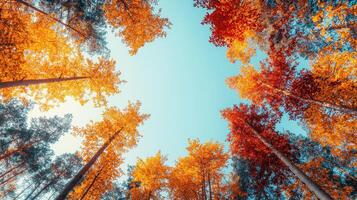 Autumn leaves falling forest nature photography vibrant background aerial view scenic atmosphere photo